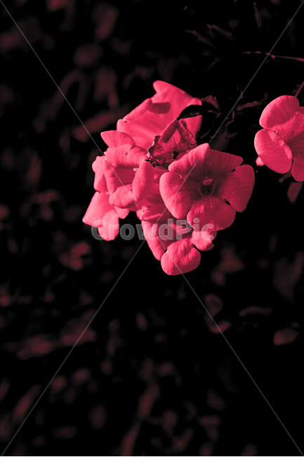 꽃,장미,rose,flower,검정,빨강,흑백,배경,고독,아쉬움,외로움,나팔꽃,식물,자연,plants,nature,꽃,flower,색깔,색상,색채,색감,color sense,color sensitivity,feeling of color