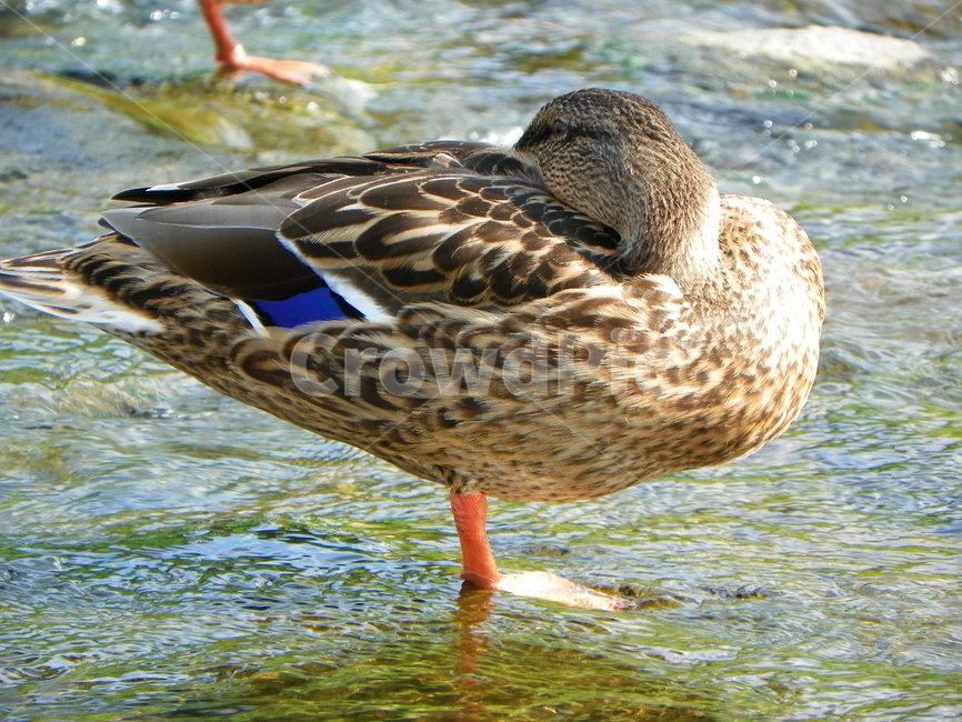 오리,조류,동물,부리,날개,깃털,duck,청둥오리