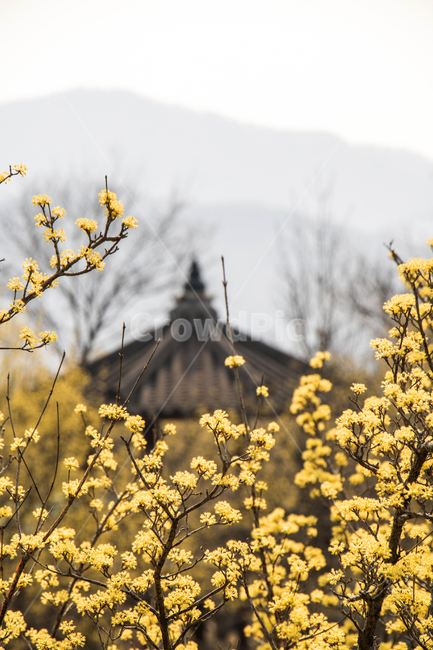 산수유,기와,지붕,봄,나들이,배경,계절,꽃,자연,식물,한국,봄,계절,spring,season,자연,풍경,nature,landscape