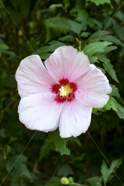 꽃,무궁화,자연,우리나라꽃,대한민국,여행,풍경,식물,자연,plants,nature,꽃,flower