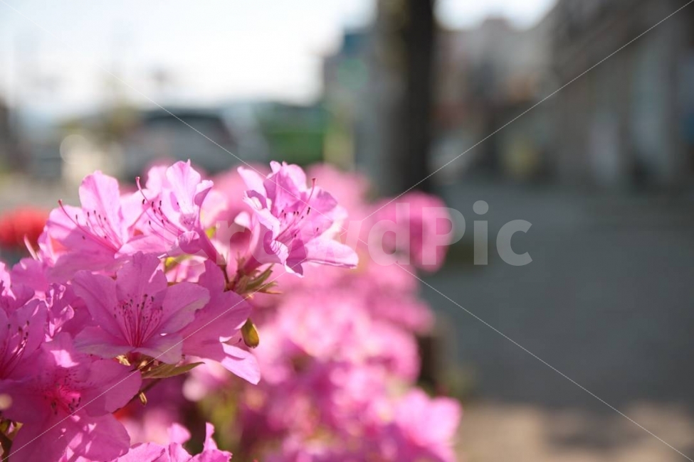 꽃,자연,nature,flower,식물,길거리,화단,감성,풀,범인,봄,계절,spring,season,식물,자연,plants,nature,꽃,flower,감성,sensible,feeling,plant,blossom