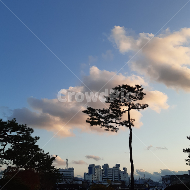 nature,자연,outdoors,옥외,tree,나무,plant,식물,구름,하늘,픙경,저녁하늘