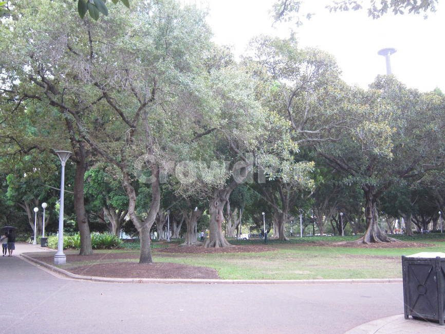정원,garden,공원,park,시드니