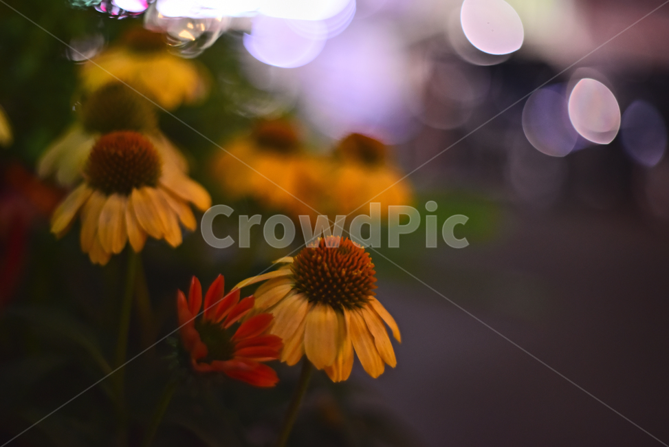 보케,감성,꽃,빛망울,화초,빛,노랑색,에키네시아,외래종,불빛,light,night,야간,flowers,yellow,feeling,emotional,sensible,분위기,느낌,필,배경,바탕,백그라운드,식물,자연,plants,nature,꽃,flower,감성,sensible,feeling