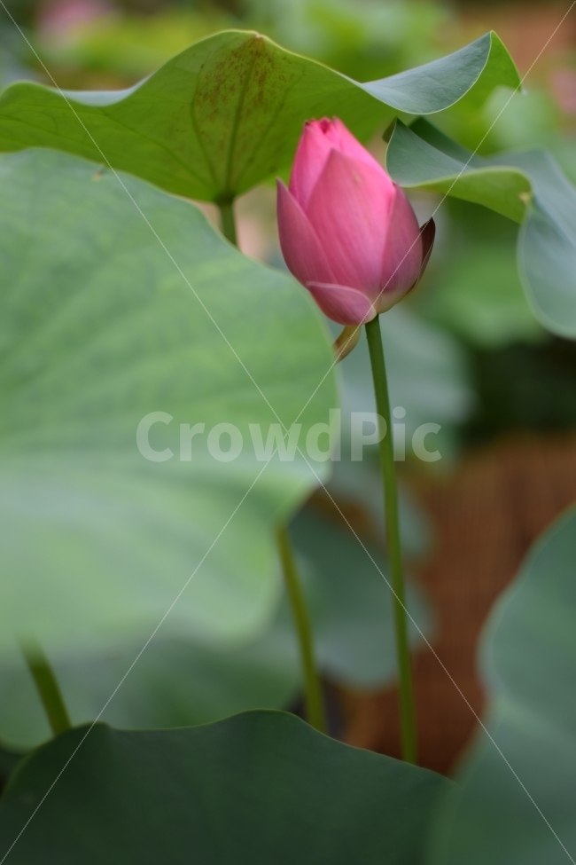 연꽃,꽃,연꽃밭,풍경사진,연잎,식물,자연,plants,nature,꽃,flower