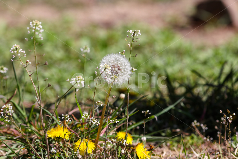 봄,봄날,햇살,초록,아름다운,계절,spring,season,green,plant
