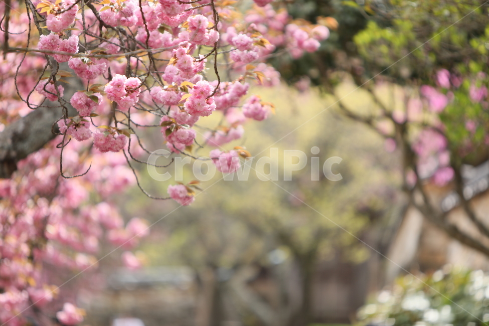 꽃,만첩왕벚,겹벚꽃,봄,꽃송이,벗꽃,식물,핑크,만개,봄,계절,spring,season,식물,자연,plants,nature,꽃,flower,plant