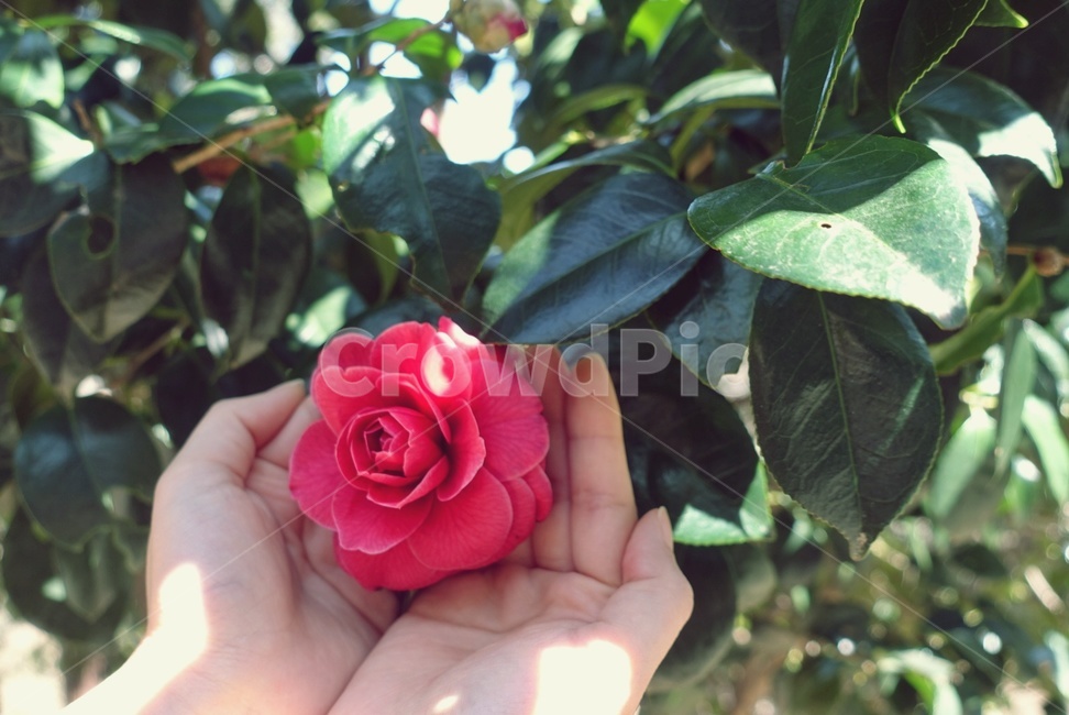 감성,감성사진,식물,꽃,동백꽃,나뭇잎,손,plant,blossom,flower,sensitive,camellia,leaf,hand