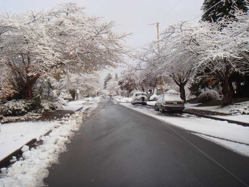 캐나다,눈,아침,고요함,겨울풍경