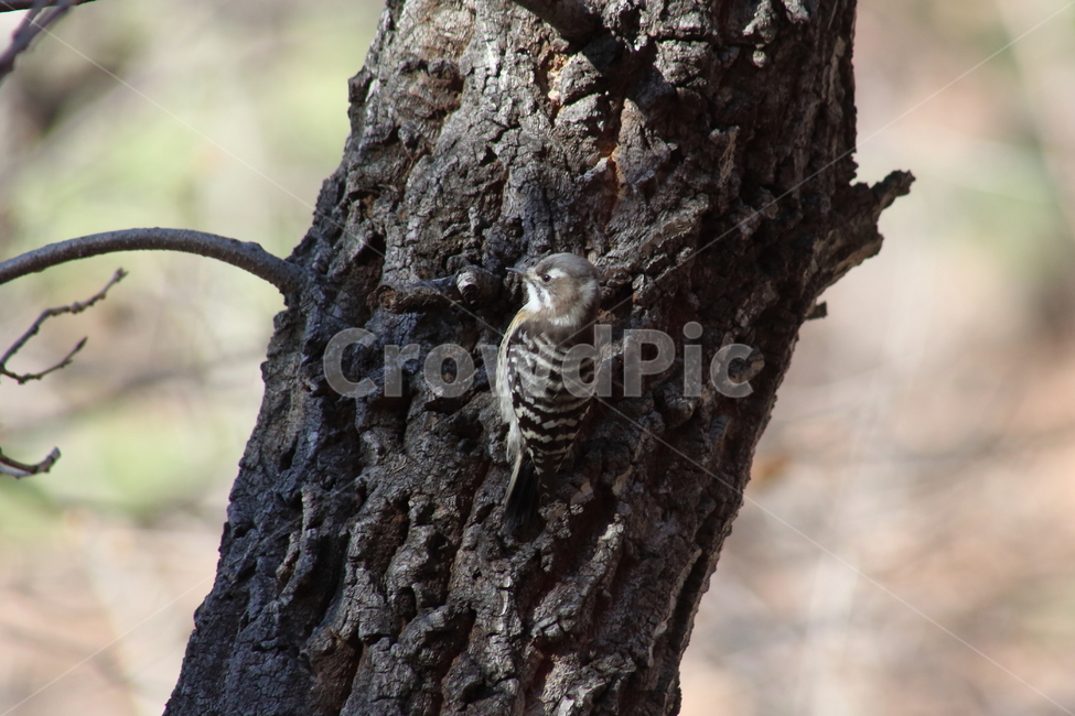 딱다구리,새,동물,picidae,piciformes,쇠딱다구리,woodpecker,딱따구리,동물,animal,조류,새,birds