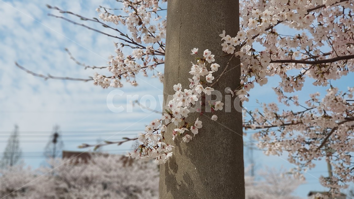 벚꽃,blossom,꽃,봄,4월,만개,flower,식물