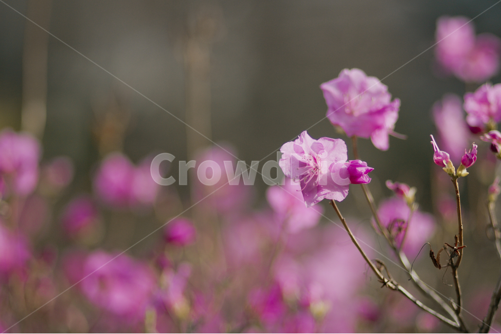 봄,꽃,진달래,식물,자연,flower,pink,봄,계절,spring,season,식물,자연,plants,nature,꽃,flower,geranium,제라늄,plant,blossom