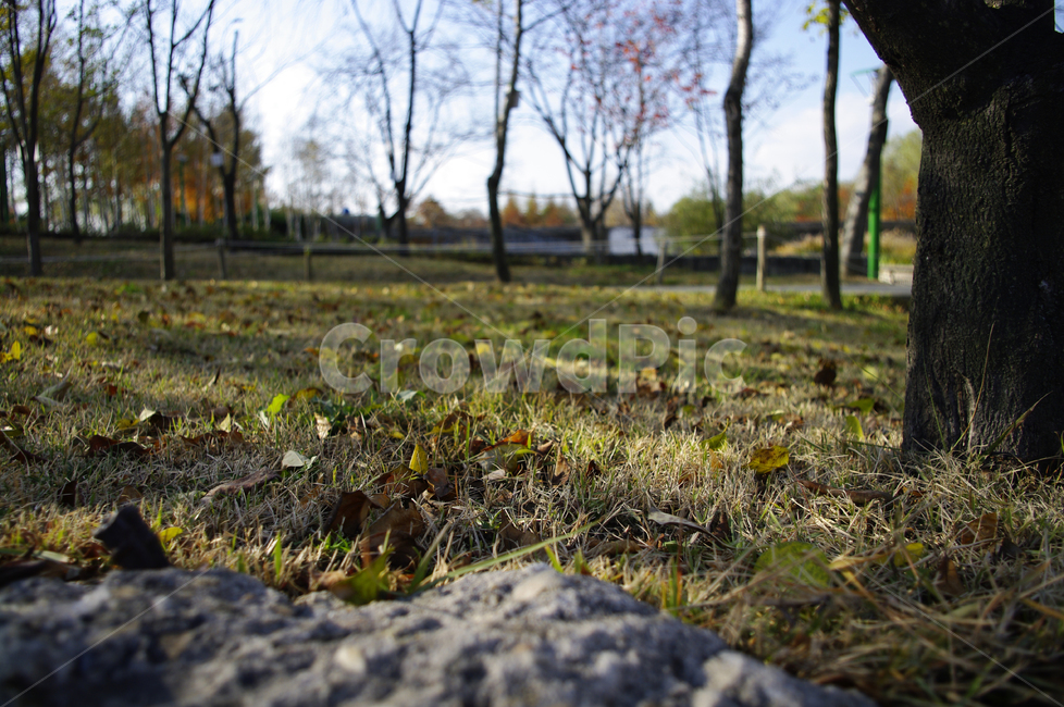 autumn,가을,나무,단풍,식물,낙엽,자연,풍경,nature,landscape,ground,바닥,plant