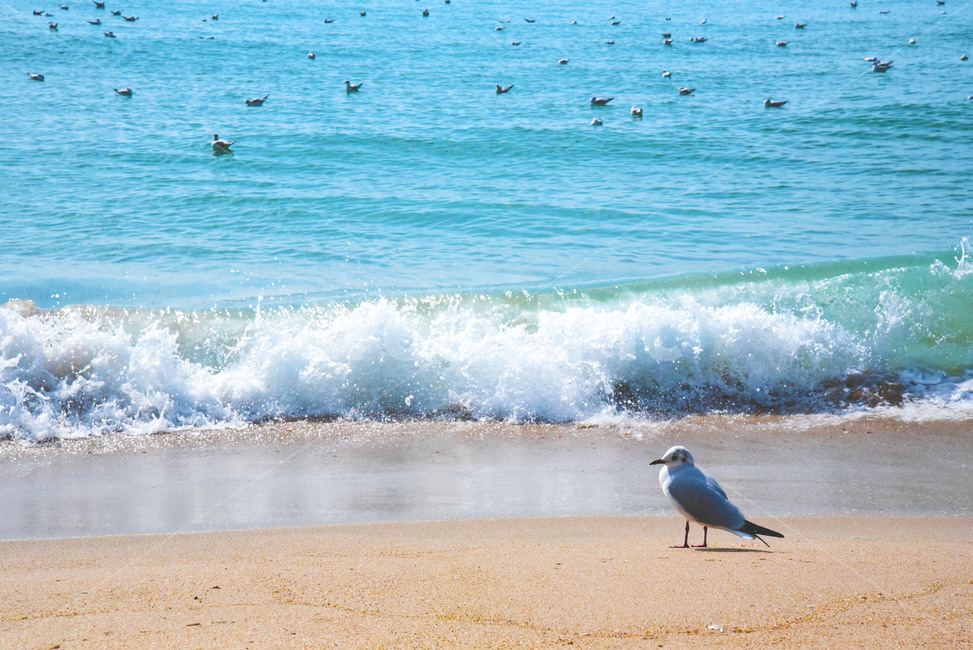 바다,새,파도,바닷가,해변,해변,바다,beach,sea,동물,animal,조류,새,birds