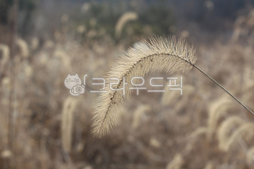 plant, 식물, 풀, 강아지풀, 겨울, 사진,이미지,일러스트,캘리그라피 - chaly작가