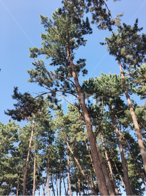 tree,나무,plant,식물,하늘,야외,식물,자연,plants,nature,나무,trees,wood
