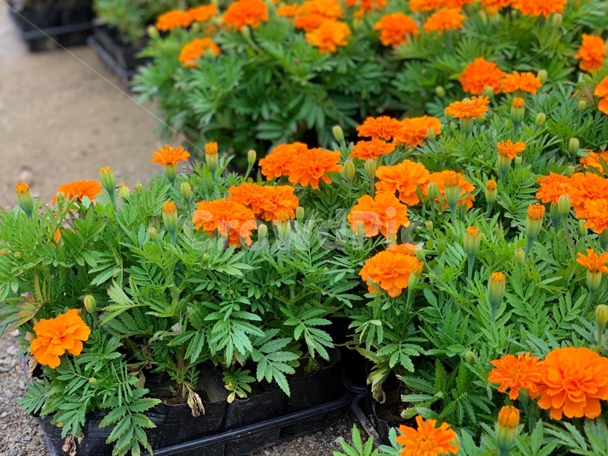 pottedplant,화분,jar,plant,식물,pottery,vase,blossom,geranium,제라늄,flower,꽃,planter,주황색,정원,garden,식물,자연,plants,nature,꽃,flower