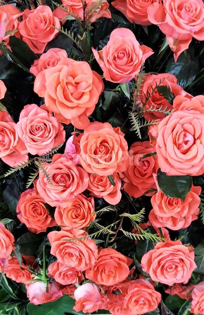 장미꽃,꽃,로맨틱,분홍장미,분홍색,사랑,연인,고백,rose,flower,romantic,pinkrose,pink,love,lover,배경,background,꽃,flower