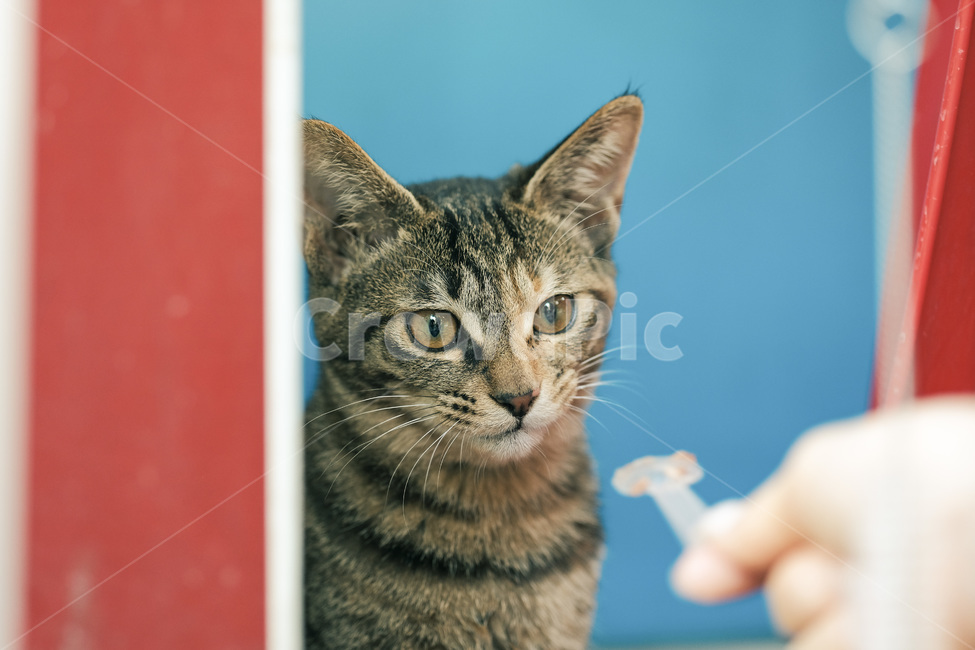 고양이,야옹이,길고양이,길냥이,캣맘,야옹,캣,동물,animal,포유류,mammal,고양이,cat,kitten,kitty