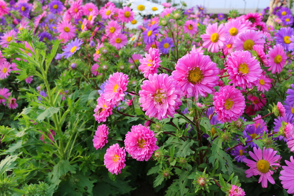 꽃,과꽃,국화과,식물,자연,취국,벽남국,추모란,벌,꿀벌,곤충,식물,자연,plants,nature,꽃,flower