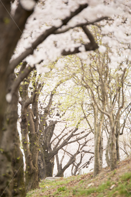 벚꽃,봄,봄날,따뜻,꽃,spring,cherryblossom,nature,자연,봄,계절,spring,season,식물,자연,plants,nature,나무,trees,wood,tree,tree trunk,나무 줄기,plant
