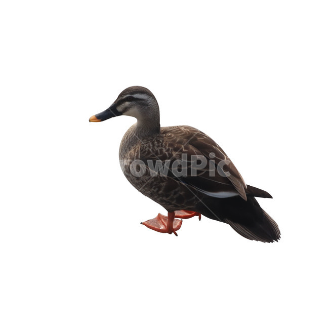 조류,새,오리,천둥오리,isolated,분리,부리,beak,duck,누끼,동물,animal,조류,새,birds,누끼,remove background