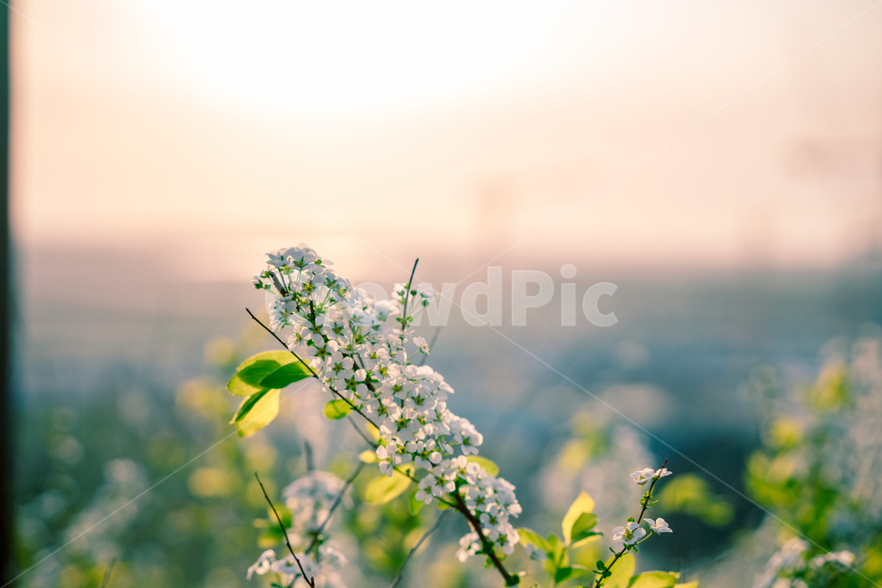 자연,풍경,꽃,식물,봄,가을,감성,봄,계절,spring,season,식물,자연,plants,nature,꽃,flower,감성,sensible,feeling,휴식,힐링,rest,relaxation,healing,색깔,색상,색채,색감,color sense,color sensitivity,feeling of color,pottery,도기류,vase,병 장식,jar,항아리,plant,potted plant,화분,planter,파종기,herbs,허브