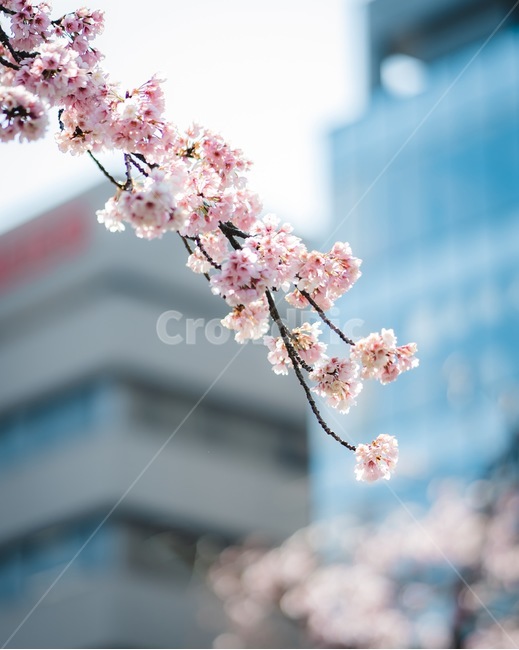 벚꽃,봄나무,사쿠라,나무,자연,꽃계절,봄나들이,벚꽃나무,봄,계절,spring,season,plant,식물,blossom,꽃,flower