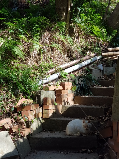 고양이,냥이,길냥이,골목,동물,animal,mammal,alley,cat,kitten,kitty,동네고양이,포유류