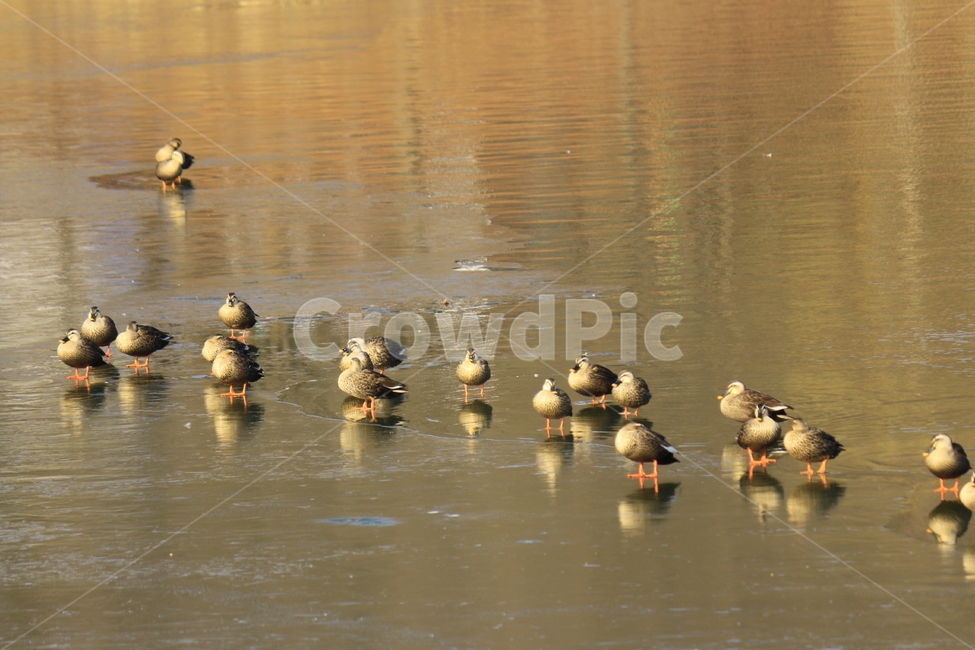 새,오리,동물,겨울철새,철새,bird,animal,duck,호수,겨울호수,물오리