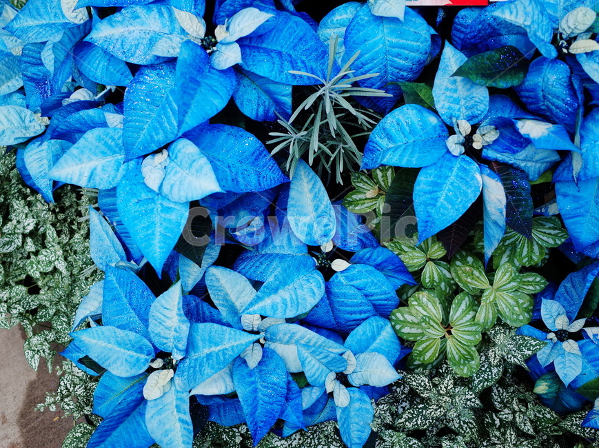 식물,포인세티아,크리스마스,겨울,파란색,blue,color,poinsettia,christmas,holiday,plant,식물,자연,plants,nature,꽃,flower