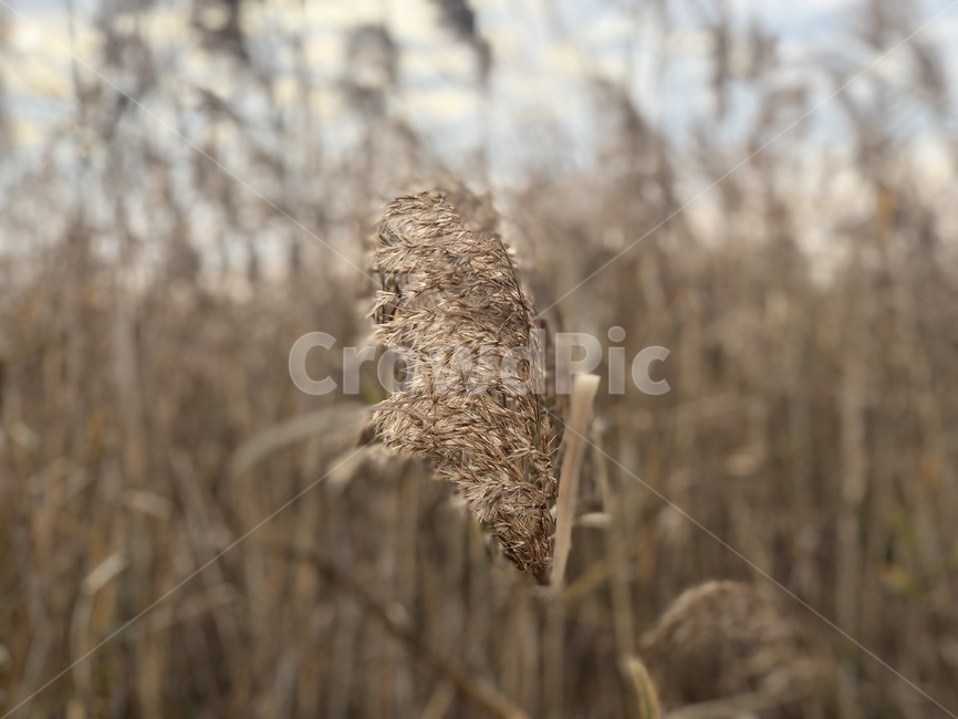 grass,plant,식물,lawn,잔디,reed,갈대,가을하늘,가을,하늘,sky,autumn