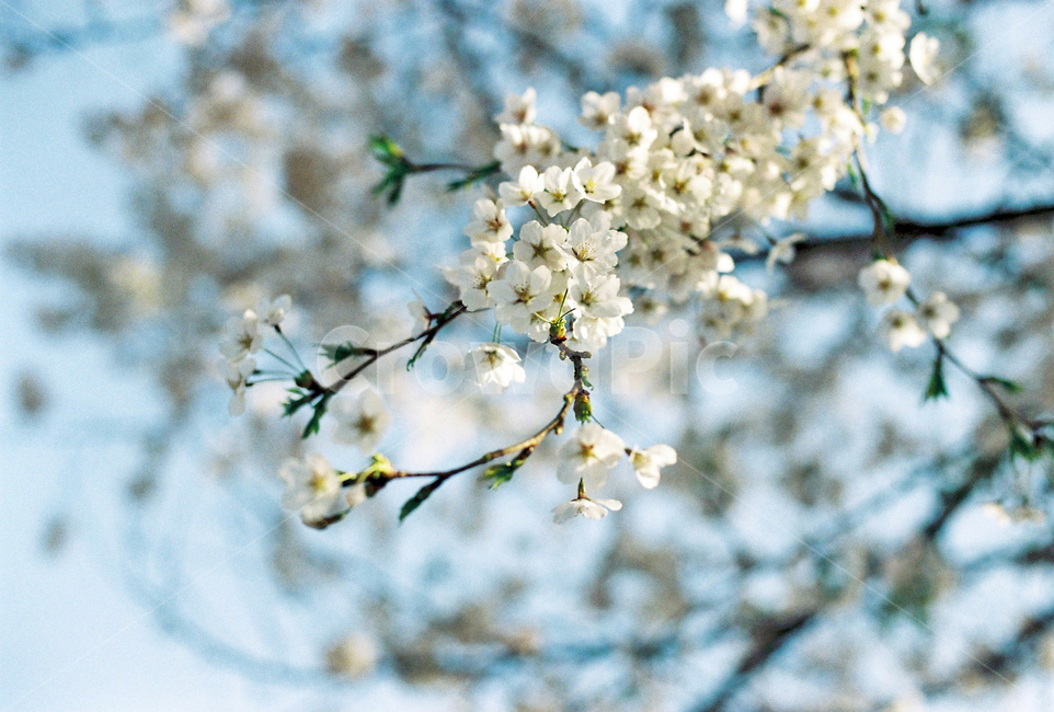 벚꽃,벚나무,cherryblossom,봄,4월,꽃,식물,자연,꽃잎,나무,sakura,spring,flower,계절,봄,계절,spring,season,식물,자연,plants,nature,꽃,flower,plant,blossom