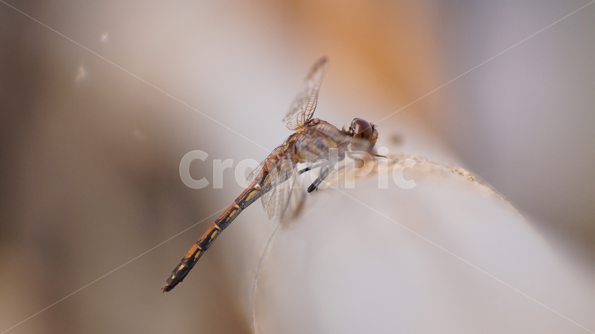 잠자리,가을곤충,무척추동물,동물,곤충,animal,곤충,벌레,insect,bug