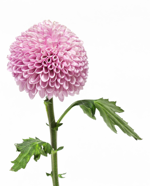 flower,꽃,dahlia,달리아,blossom,식물,plant,꽃,flower
