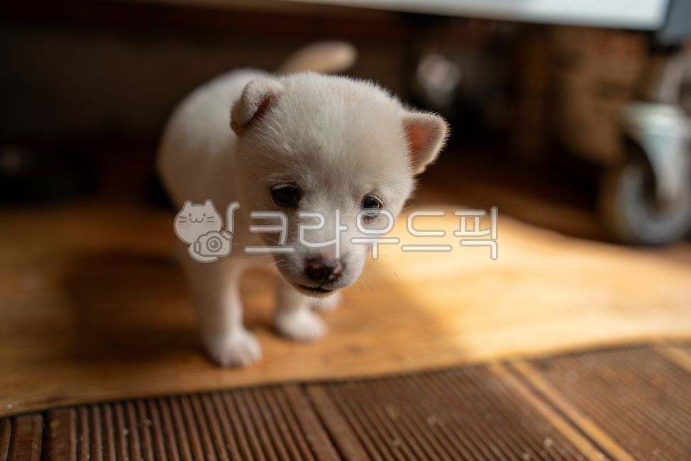 시골,강아지,개,똥개,흰둥이,반려견,반려동물,동물,동물복지,아기,귀여운