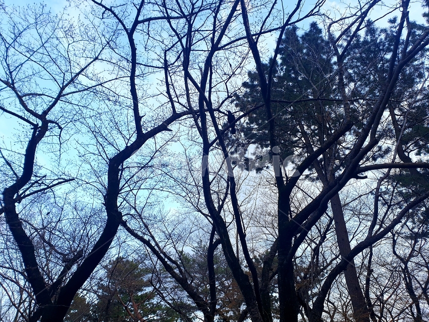 tree,나무,plant,식물,treetrunk,나무줄기,자연,nature,공원,요요기공원,park