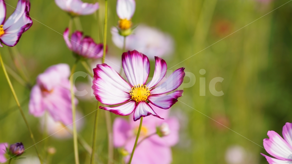 코스모스,가을,꽃,꽃사진,식물,가을,계절,fall,autumn,season,식물,자연,plants,nature,꽃,flower,plant,blossom,petal,꽃잎