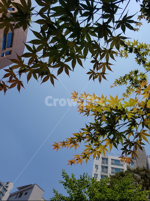 단풍,하늘,배경,가을,나뭇잎,잎,자연,풍경,nature,landscape,leaf,plant,식물