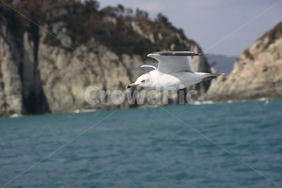 갈매기,바다새,대형조류,commongull,mewgull,laruscrassirostris,괭이갈매기,동물,animal,조류,새,birds
