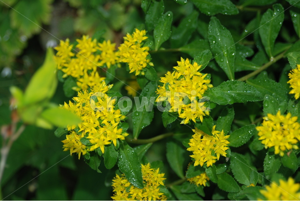 자연,야생화,식물,노란색,초록,식물,자연,plants,nature,꽃,flower