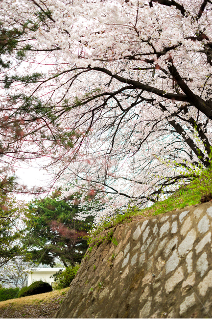 벚꽃,체리블라썸,봄꽃,cherryblossom,flower,꽃사진,꽃잎,현충원,화사한,설레임,봄에피는꽃,spring,핑크,봄,계절,spring,season,자연,풍경,nature,landscape,식물,plants,나무,trees,wood,plant
