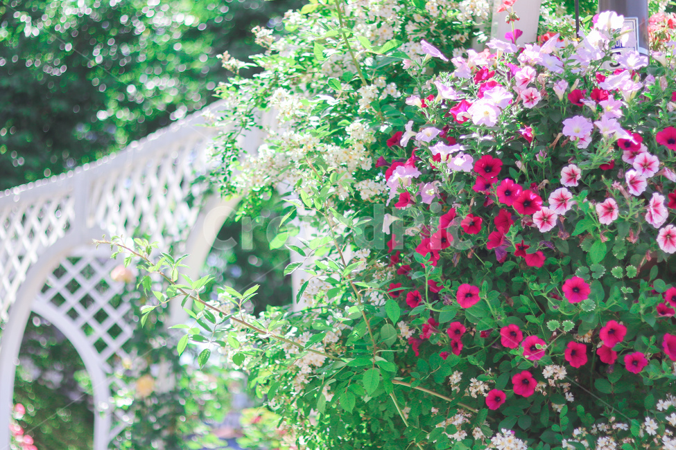 장미,꽃,봄,5월,장미사진,식물,자연,plants,nature,꽃,flower,감성,sensible,feeling,휴식,힐링,rest,relaxation,healing