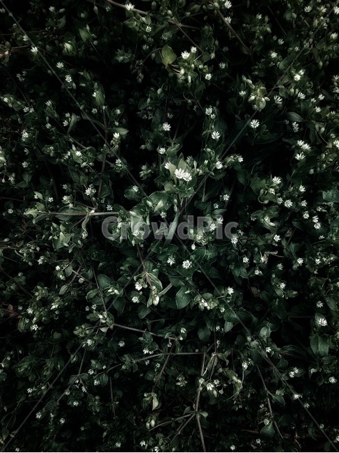 plant,식물,작은,꽃,들꽃,식물,자연,plants,nature,꽃,flower