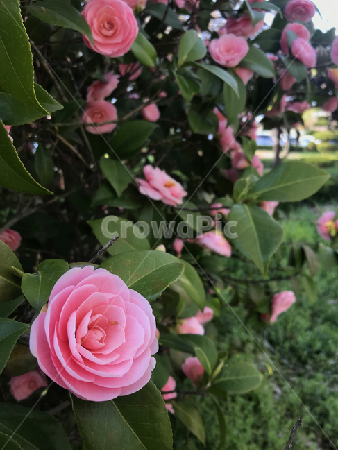 동백꽃,꽃,plant,blossom,flower,식물,자연,plants,nature,꽃,flower