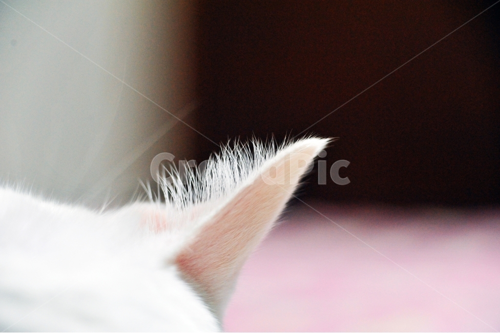 고양이,애묘,귀,고양이귀,동물,털,고양이털,신체,동물,animal,포유류,mammal,고양이,cat,kitten,kitty