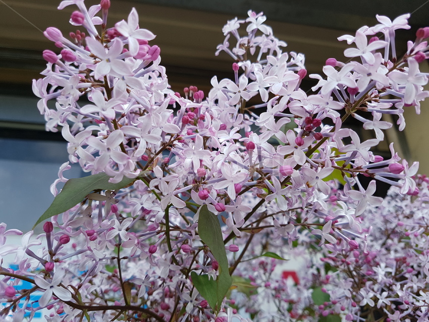 plant,식물,flower,꽃,라일락,식물,자연,plants,nature,꽃,flower
