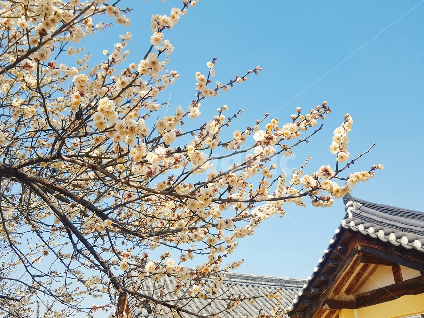 봄,매화,한옥,하늘,풍경,봄,계절,spring,season,plant,식물
