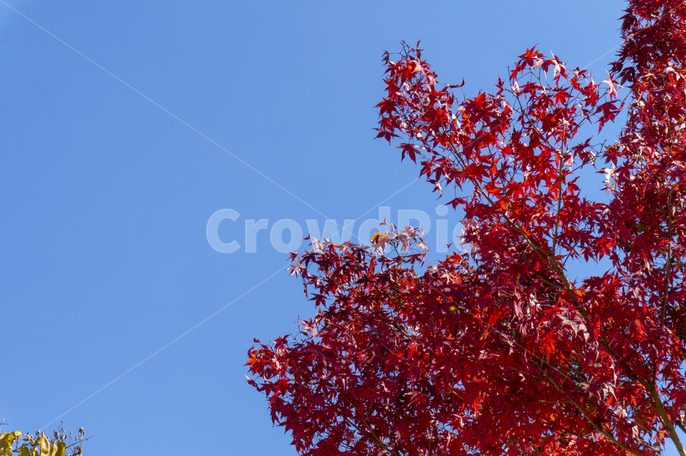 단풍,가을,단풍잎,가을하늘,하늘,빨간잎,가을,계절,fall,autumn,season,자연,풍경,nature,landscape,leaf,잎,plant,식물,tree,나무