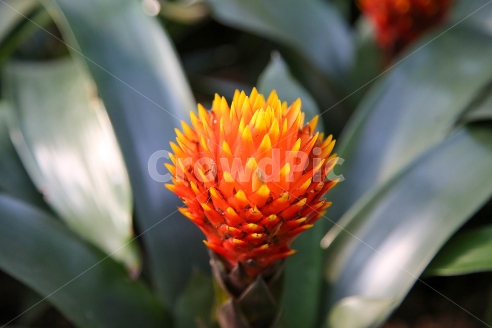 plant,식물,꽃,식물원,flower,식물,자연,plants,nature